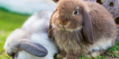 lapins hollandais