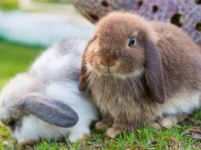 lapins hollandais