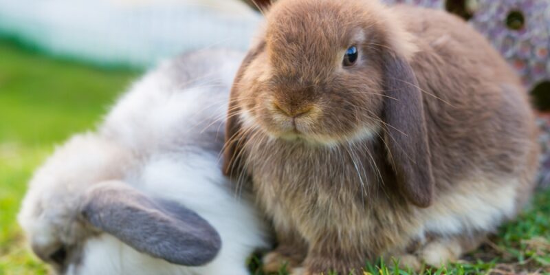 lapins hollandais