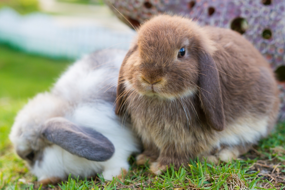 lapins hollandais