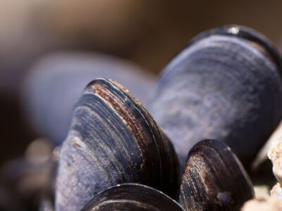 moule
