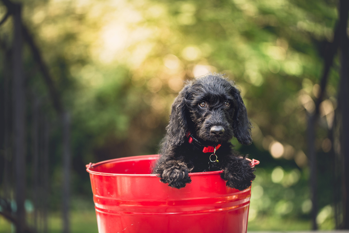 nom de chien mâle noir