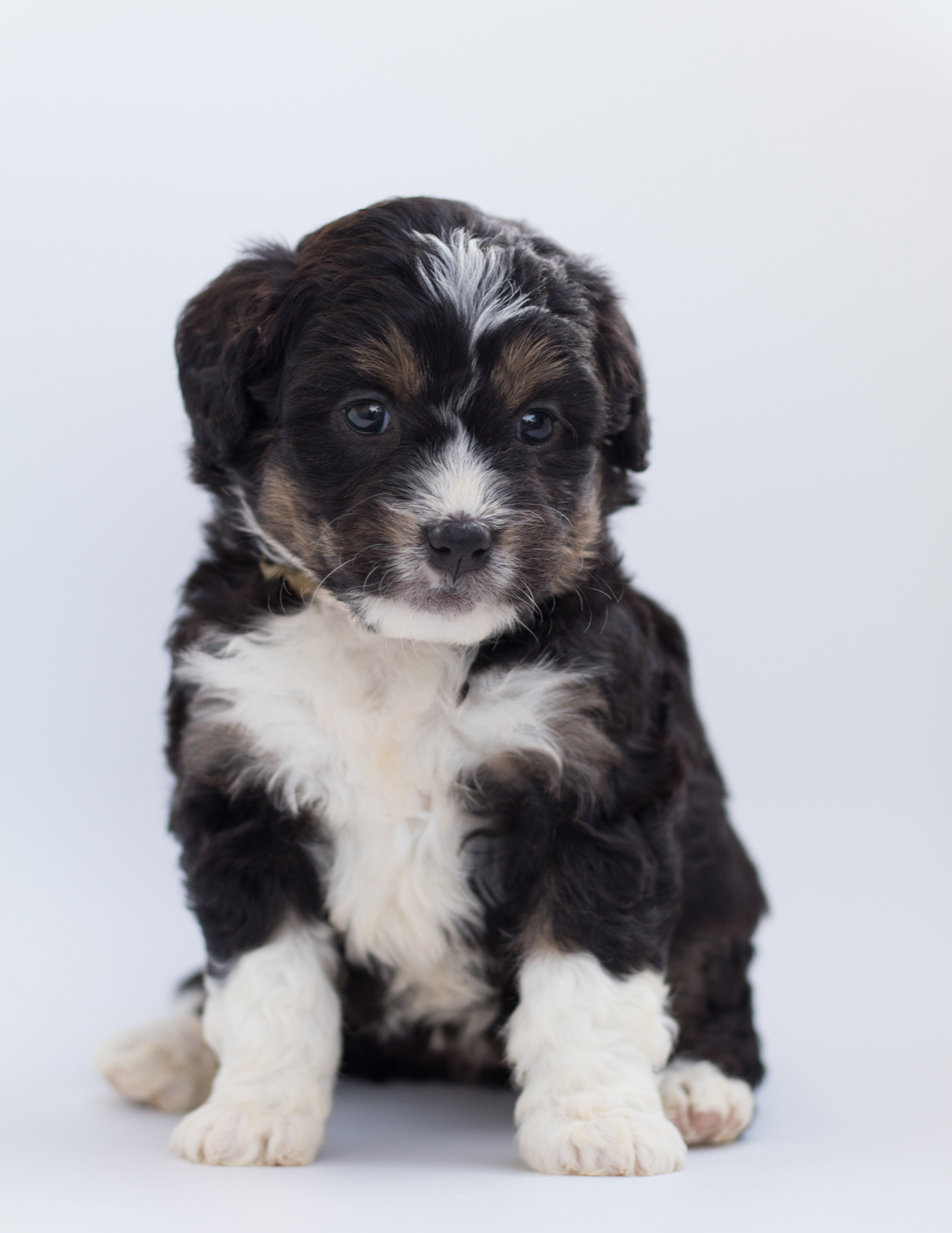 nom de chiot femelle