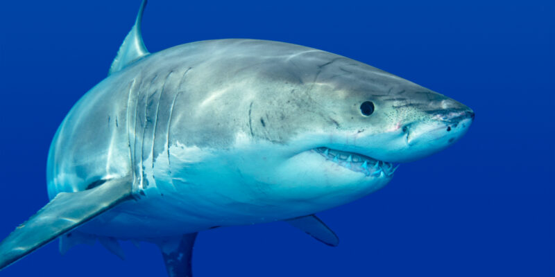 nombre dents animal