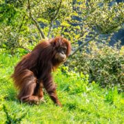 orangs-outans Bornéo
