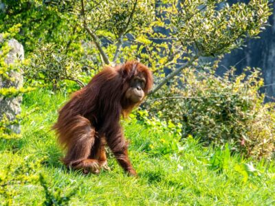 orangs-outans Bornéo