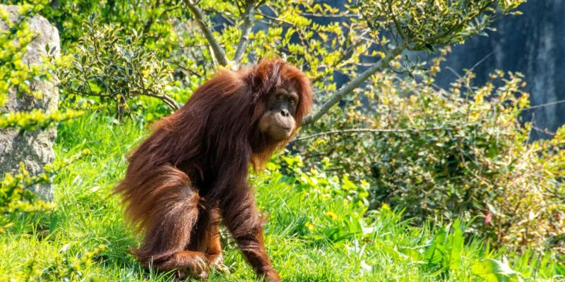 orangs-outans Bornéo