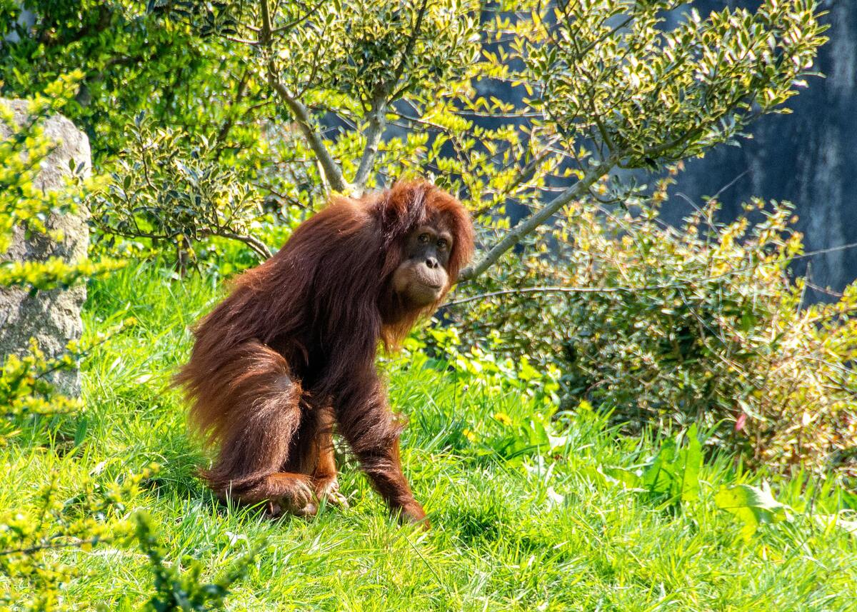 orangs-outans Bornéo