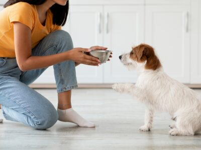 pancréatite chien