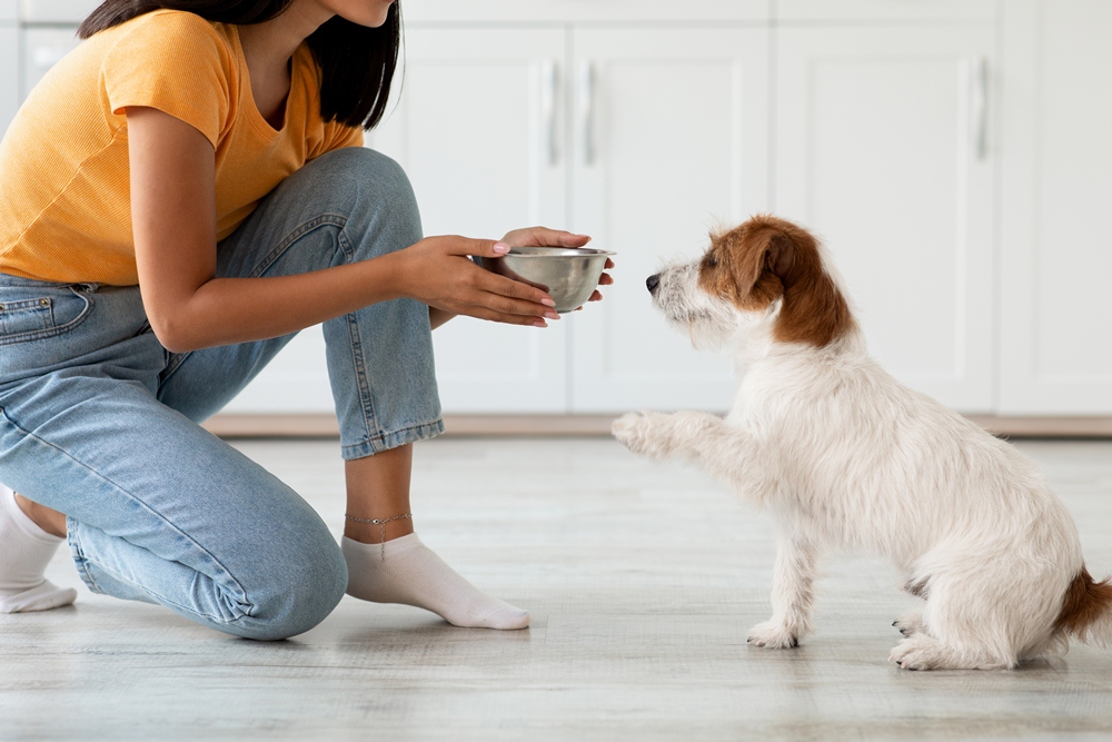 pancréatite chien