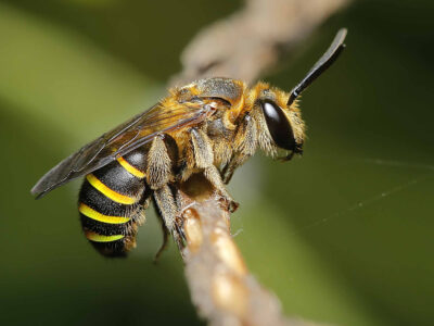 piqûre abeille