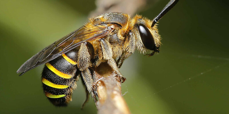 piqûre abeille