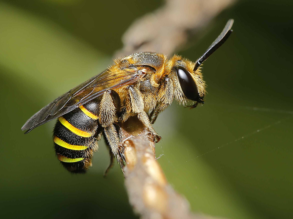 Comment traiter une piqûre d'abeille