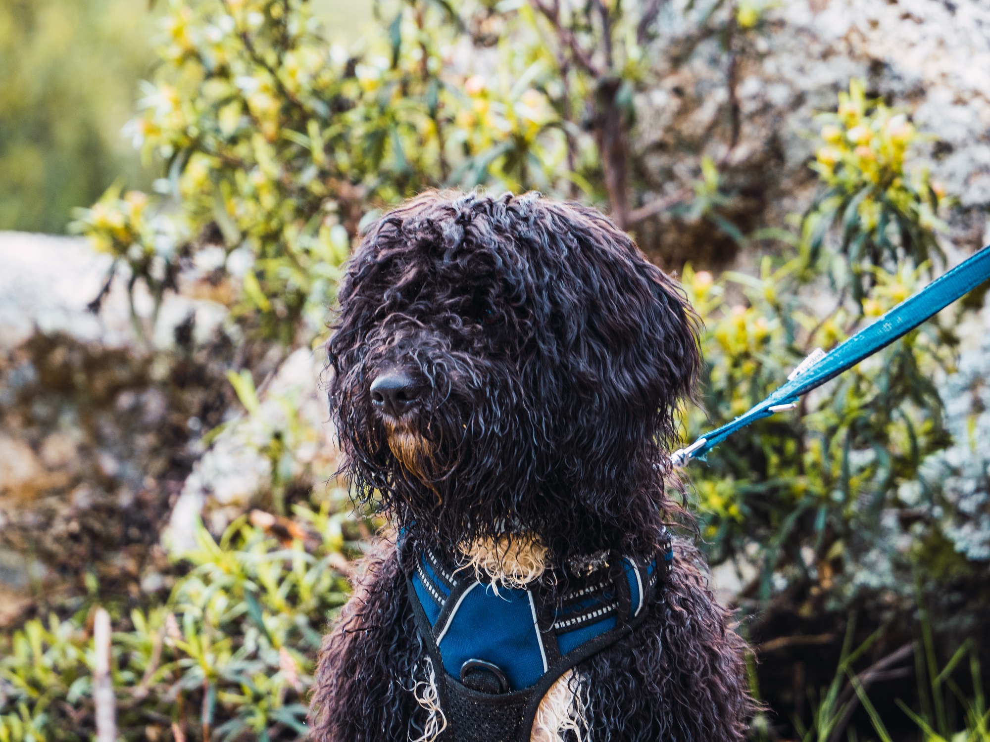 Portrait of a woolly black dog in the park