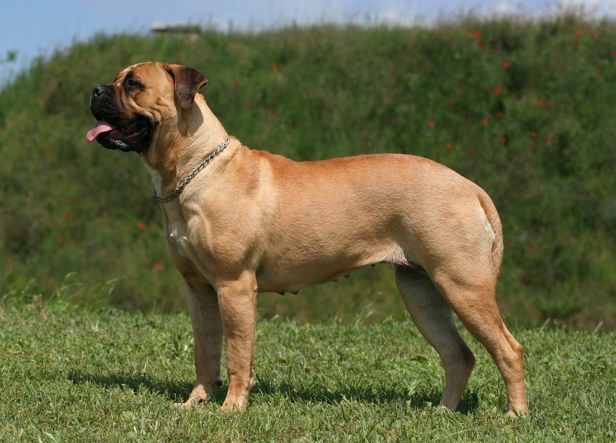 prendre soin d'un Mastiff 