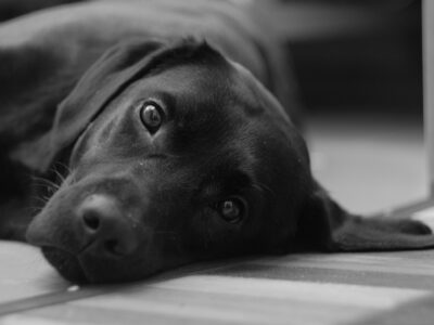 prénom choisir pour un chien noir