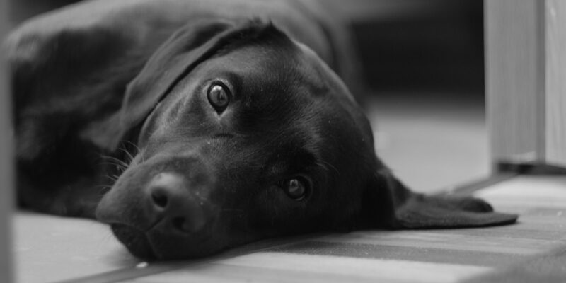 prénom choisir pour un chien noir