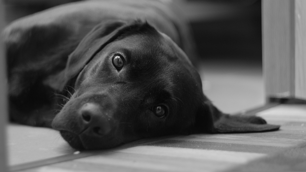 prénom choisir pour un chien noir