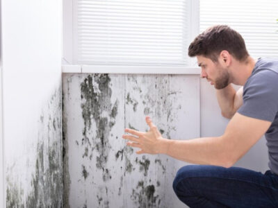 prévention Champignon placo