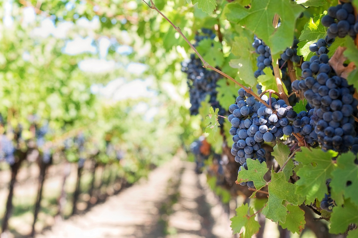 qualité beaujolais