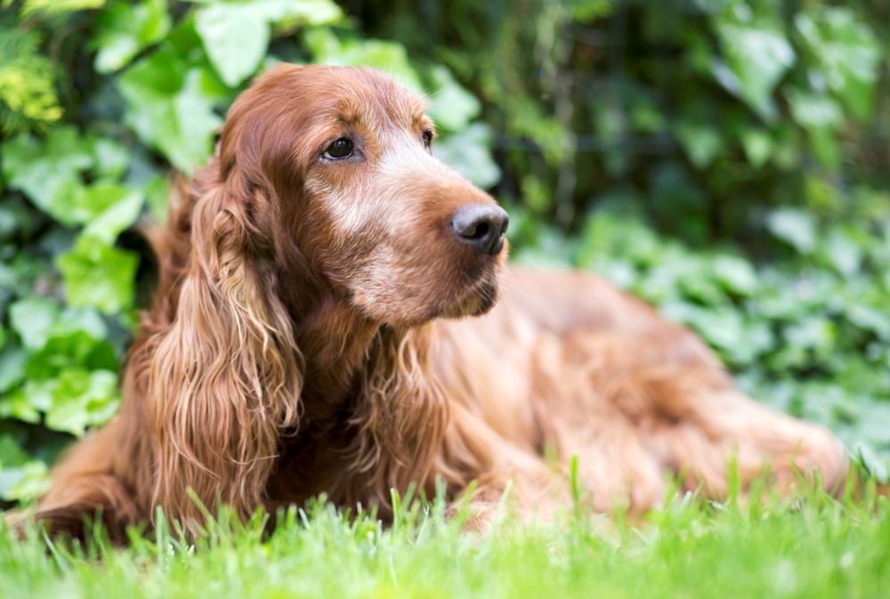 santé chien