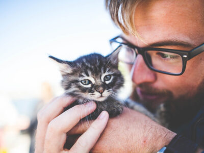 sexe chaton