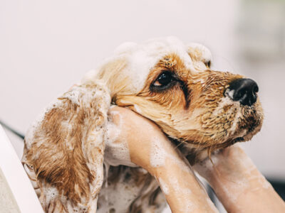 shampoings pour chiens