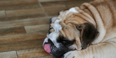 Sleeping tongue out English bulldog