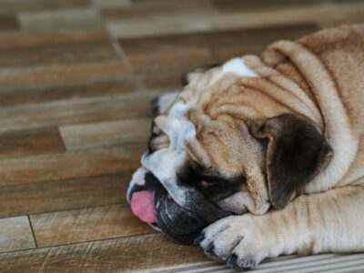 Sleeping tongue out English bulldog