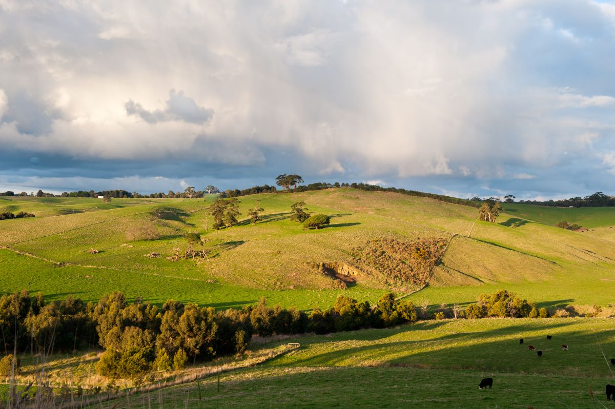terrain boisé
